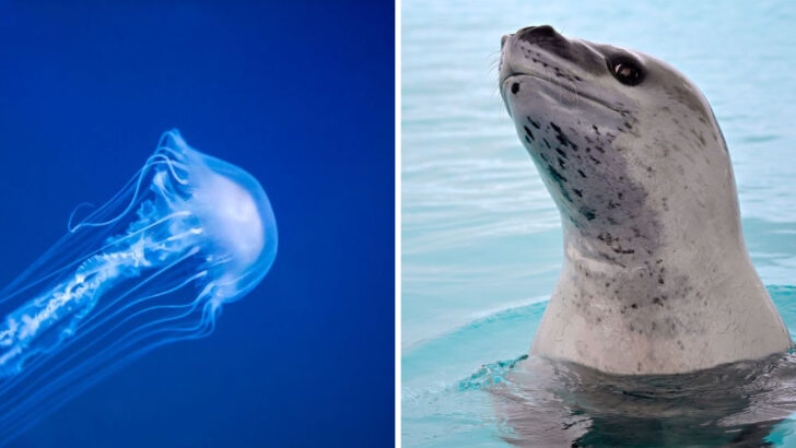 Sharks Are On The RUN From These 10 Fascinating Ocean Rivals