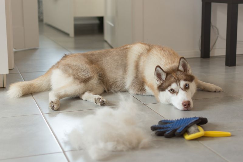 Shedding