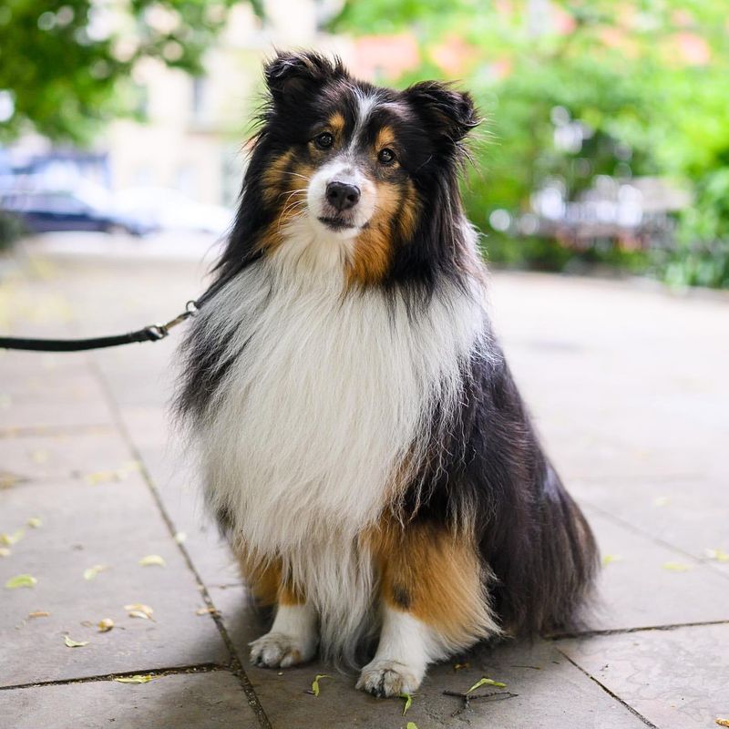 Shetland Sheepdog