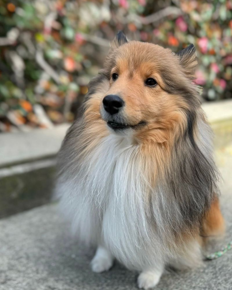 Shetland Sheepdog