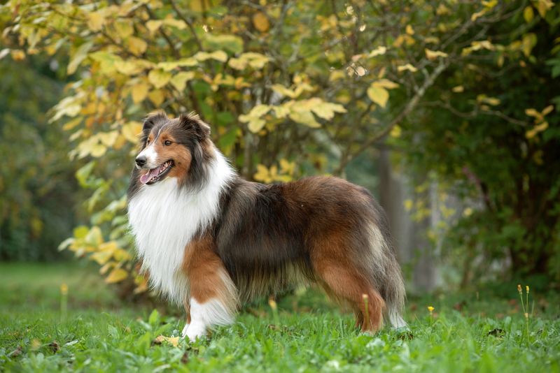 Shetland Sheepdog