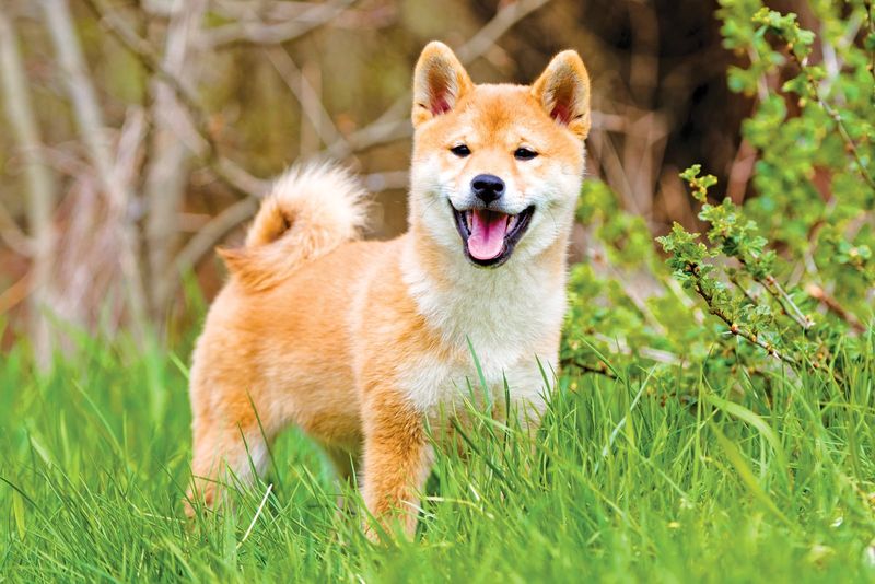 Shiba Inu