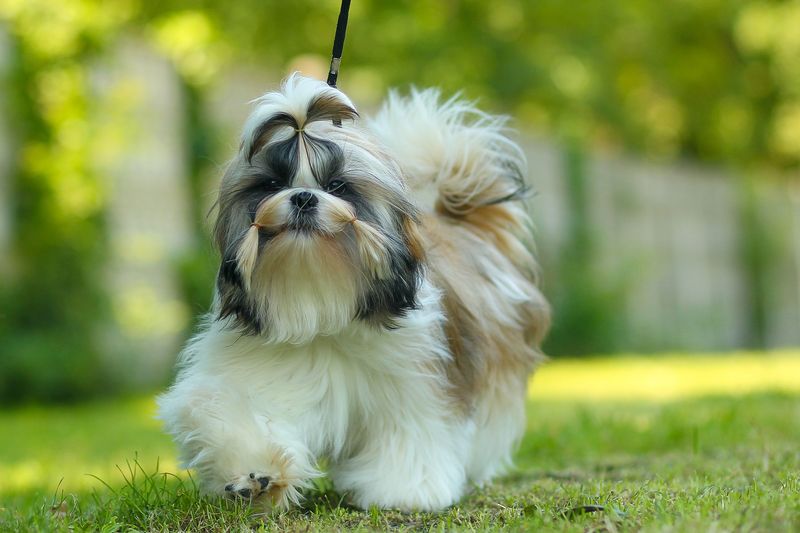 Shih Tzu