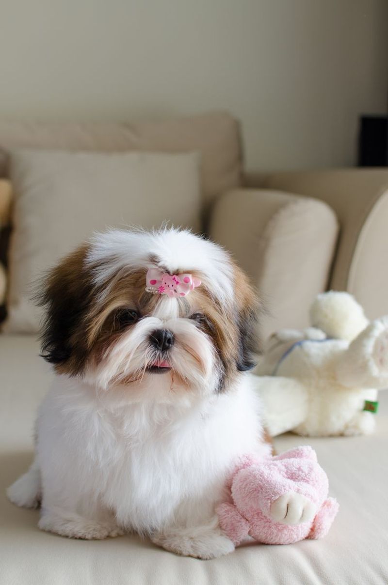 Shih Tzu