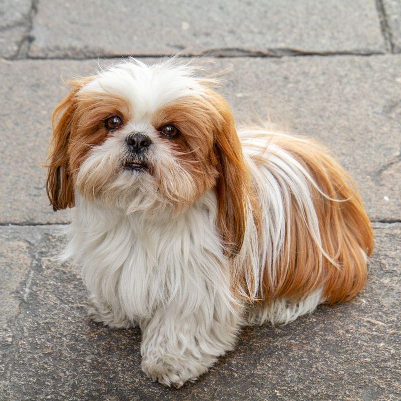 Shih Tzu