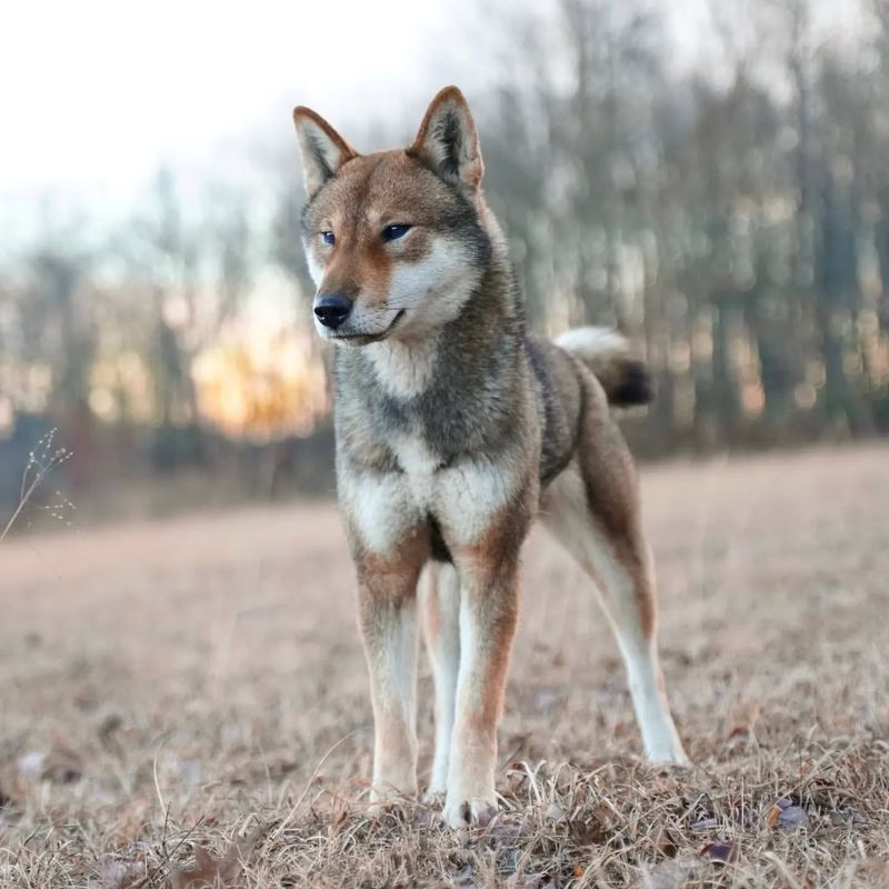 Shikoku Dog