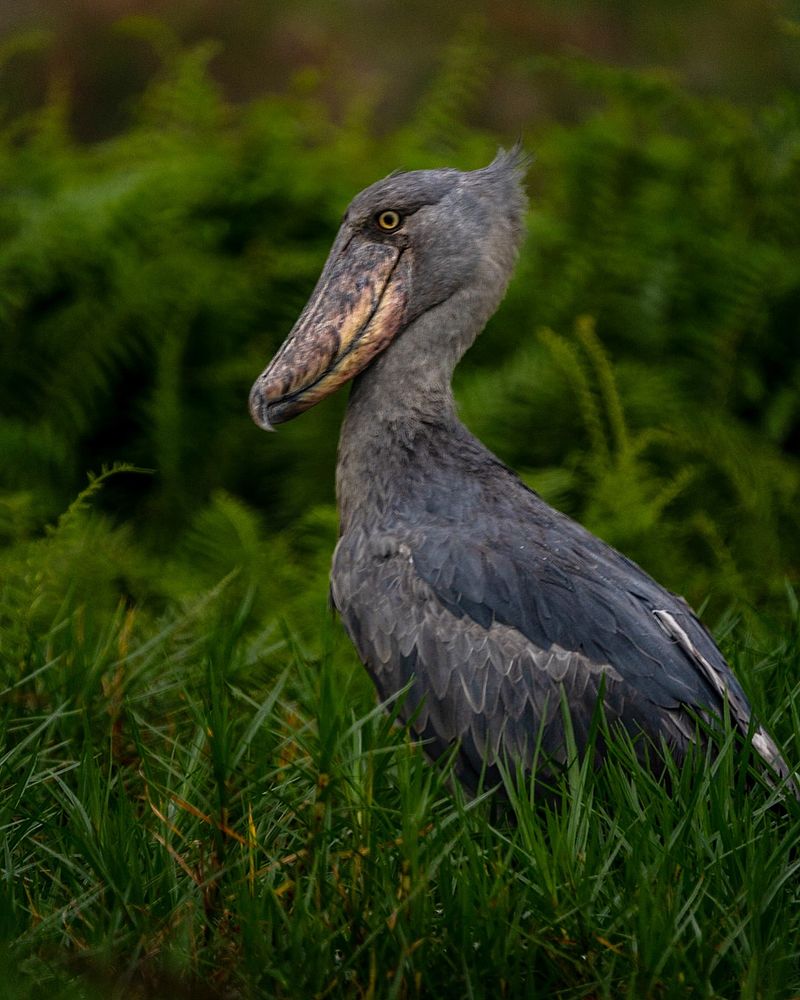 Shoebill