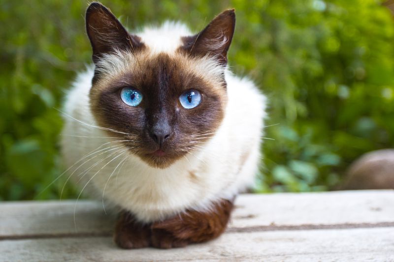 Siamese Cat’s Blue Eyes