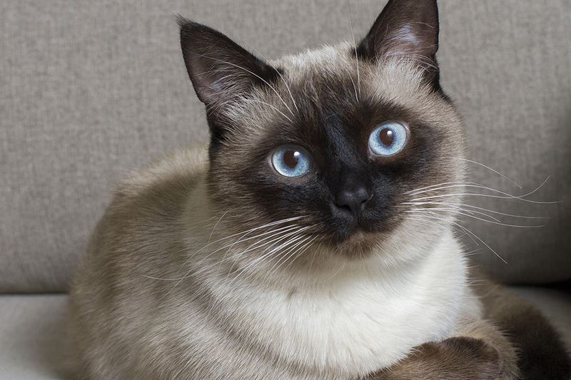 Siamese