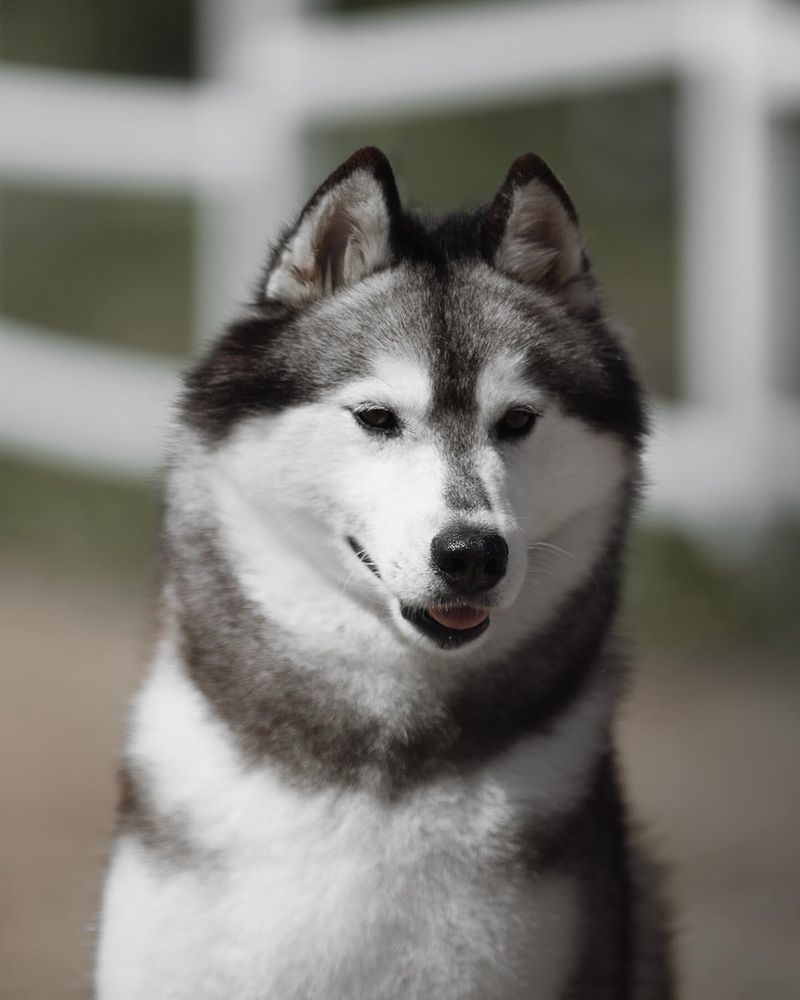 Siberian Husky