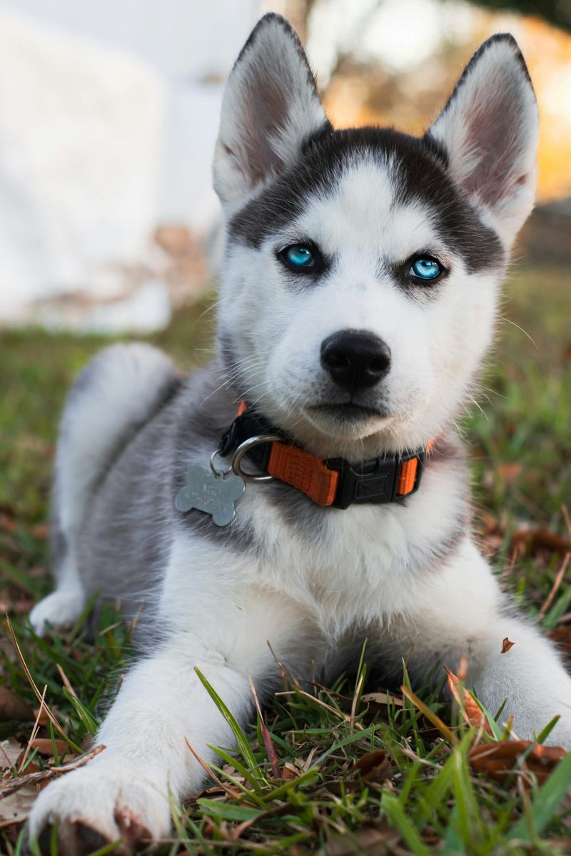 Siberian Husky