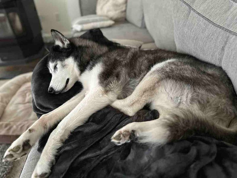 Siberian Husky