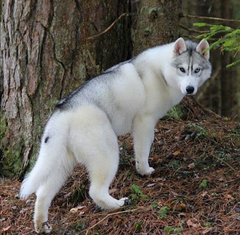 Siberian Husky