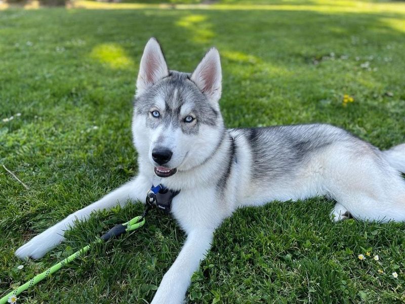 Siberian Husky