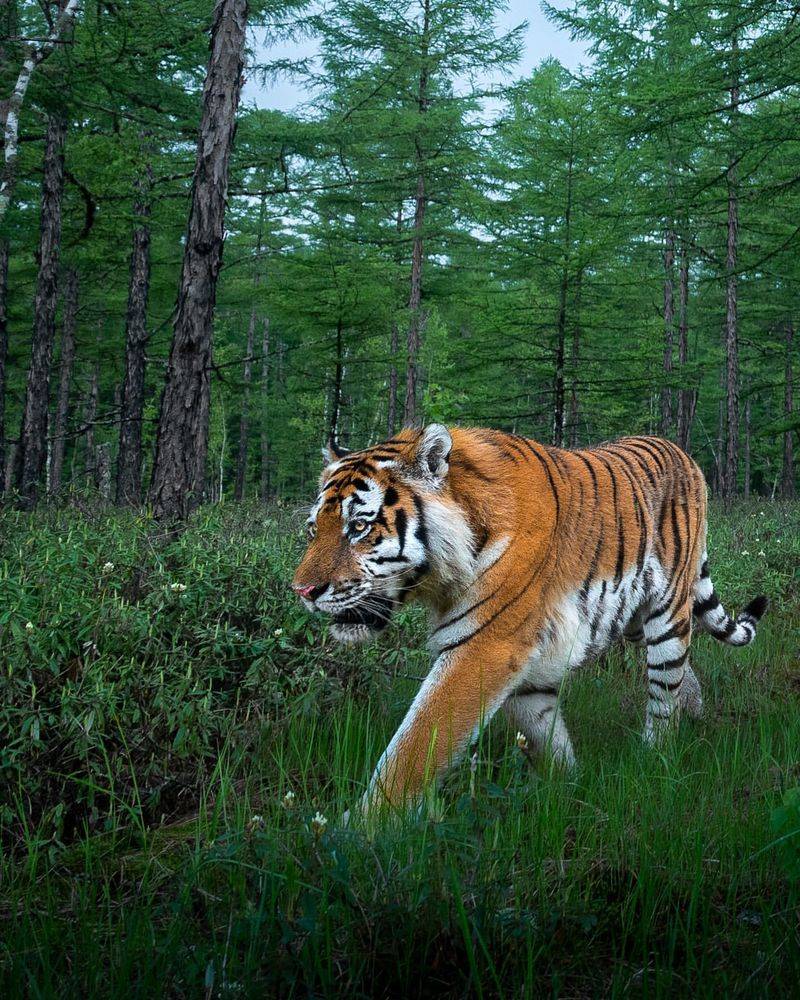 Siberian Tiger