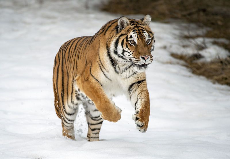 Siberian Tiger