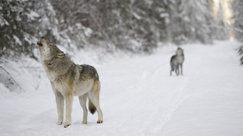 Siberian Wilderness, Russia