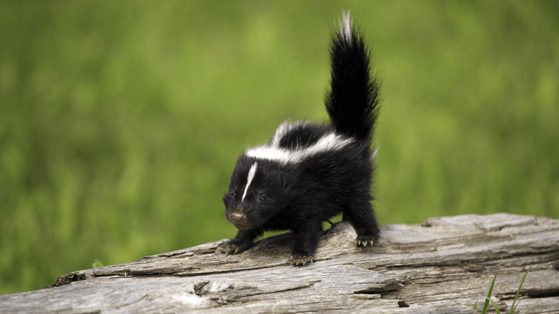 Skunk