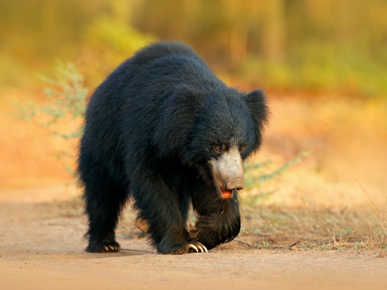 A Definitive Ranking of the 9 Most Dangerous Bears in the World