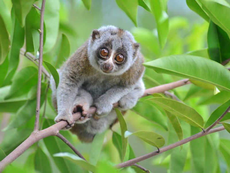 Slow Loris