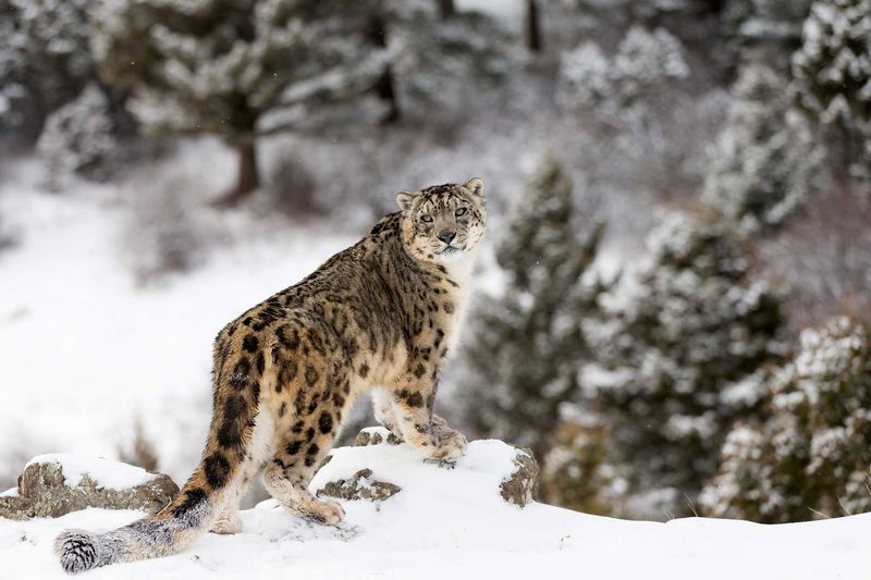 Snow Leopard