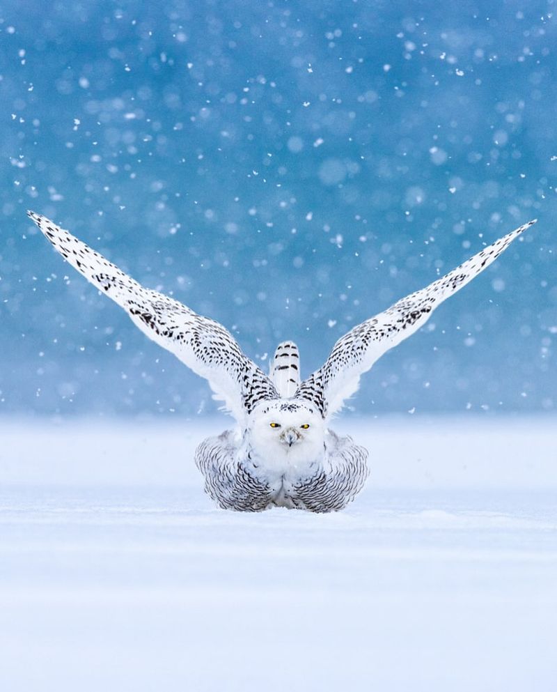 Snowy Owl