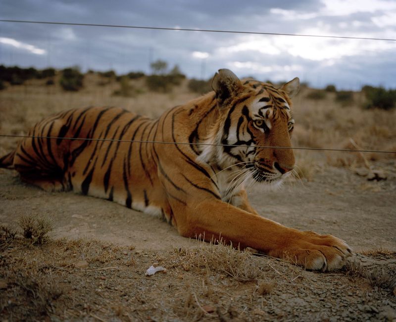 South China Tiger