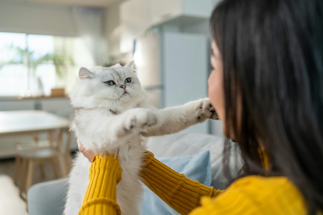 The Complete Guide to Helping Your Cat Overcome Fear and Anxiety