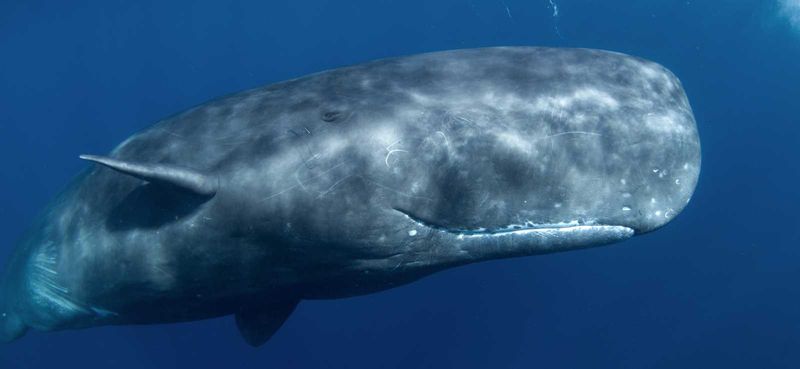 Sperm Whales