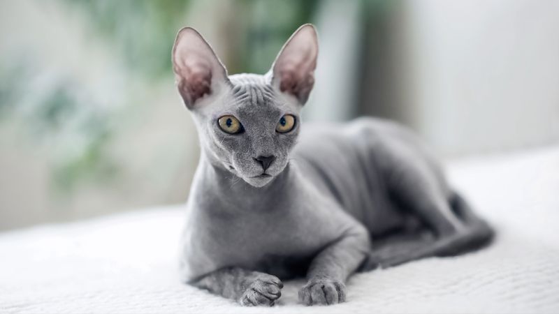 Sphynx