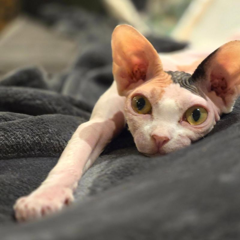 Sphynx