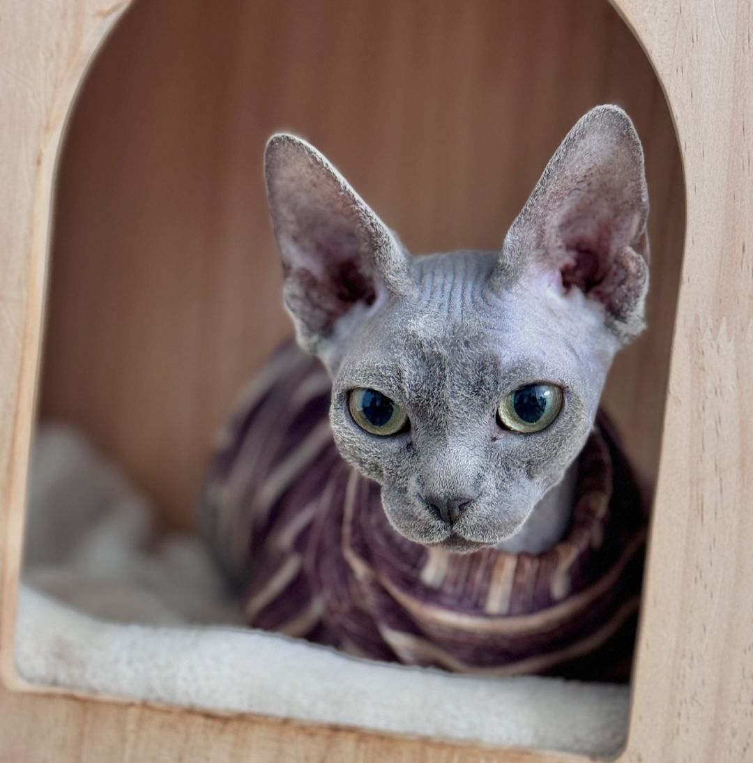 Top 11 Cats Perfect for Apartment Life