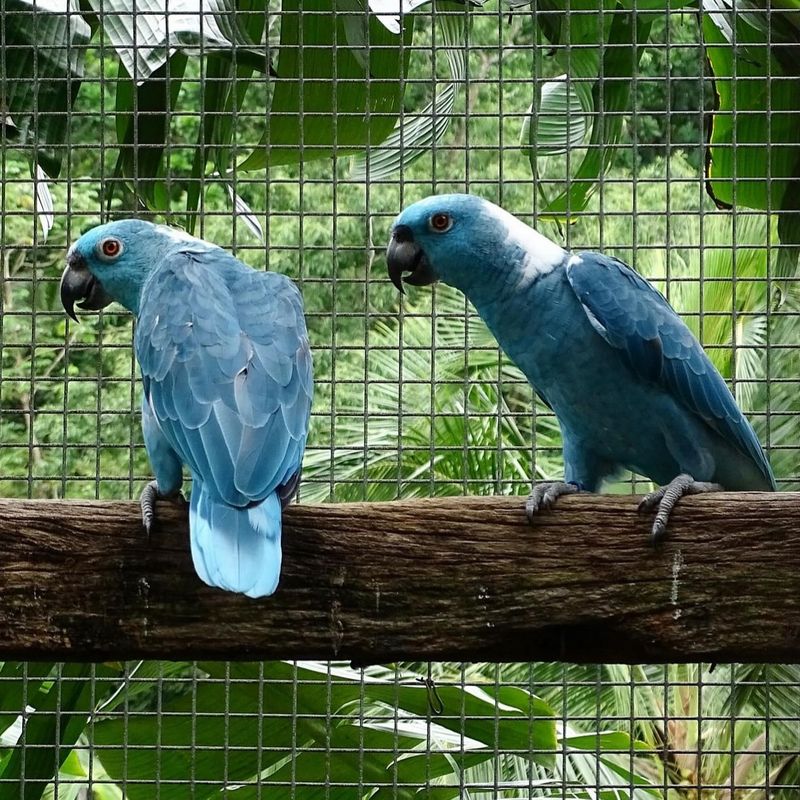 Spix's Macaw