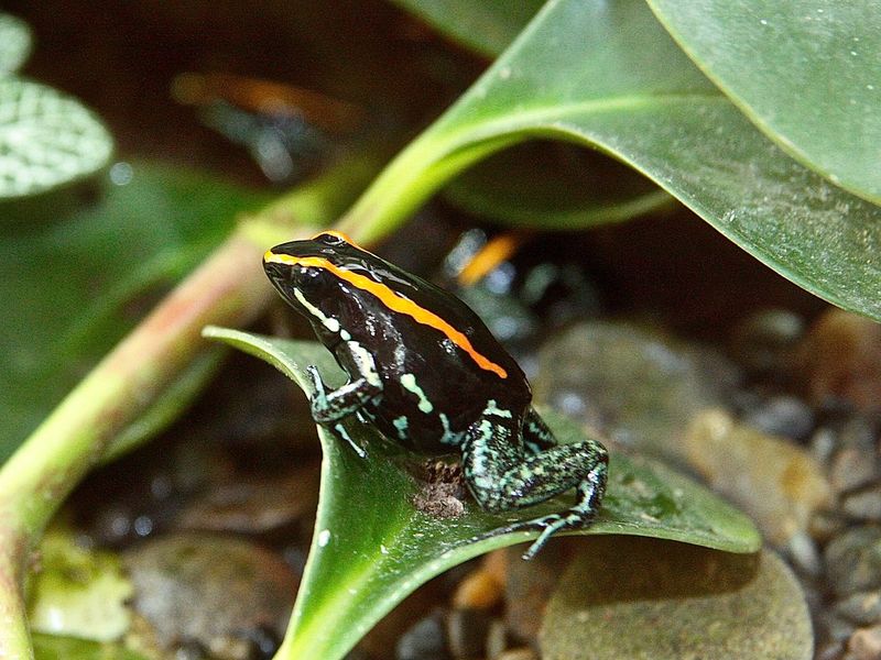 Stay Away from These 12 Most Poisonous Frogs in the World