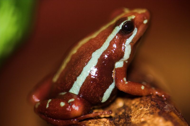 Stay Away from These 12 Most Poisonous Frogs in the World