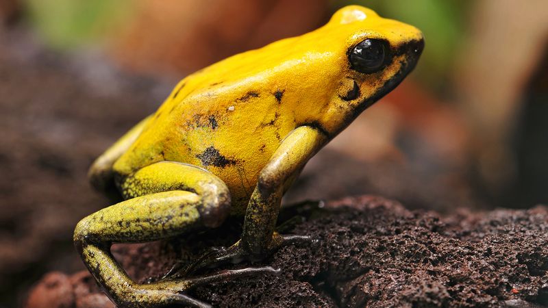 Stay Away from These 12 Most Poisonous Frogs in the World