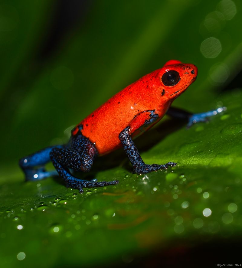 Stay Away from These 12 Most Poisonous Frogs in the World