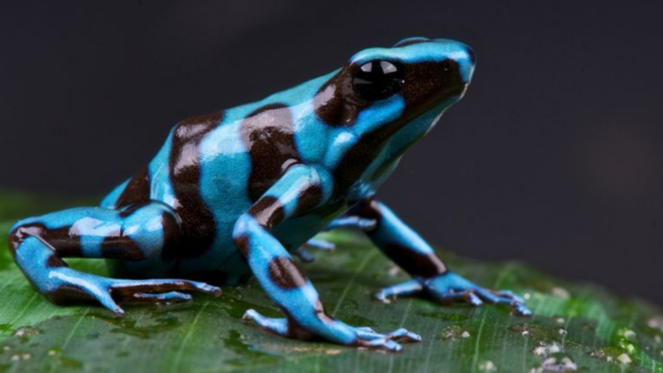 Stay Away from These 12 Most Poisonous Frogs in the World