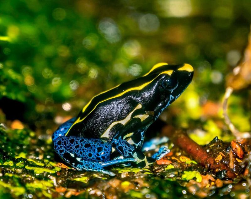 Stay Away from These 12 Most Poisonous Frogs in the World