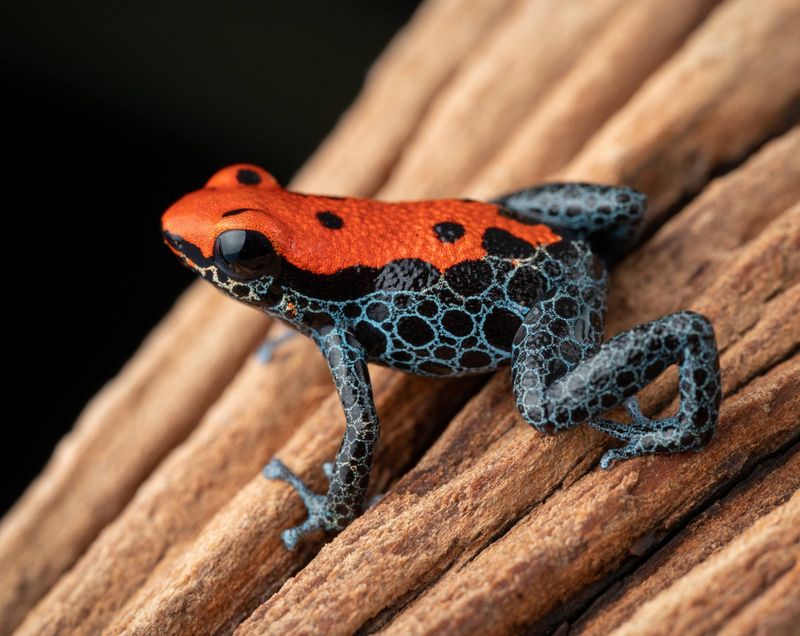 Stay Away from These 12 Most Poisonous Frogs in the World