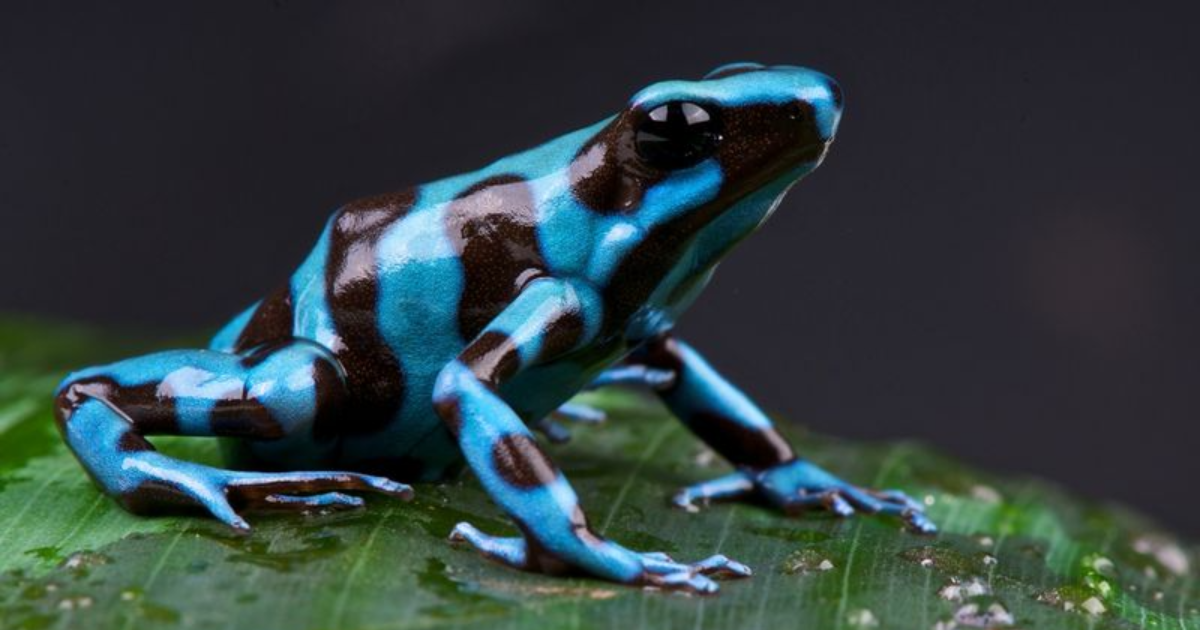 Stay Away from These 12 Most Poisonous Frogs in the World