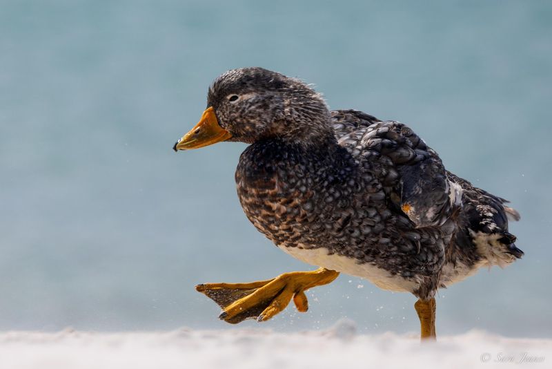 Steamer Duck