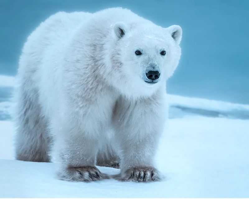 Step into the Arctic and Meet 12 Incredible Animals Built for the Cold