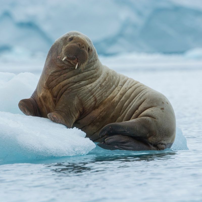 Step into the Arctic and Meet 12 Incredible Animals Built for the Cold