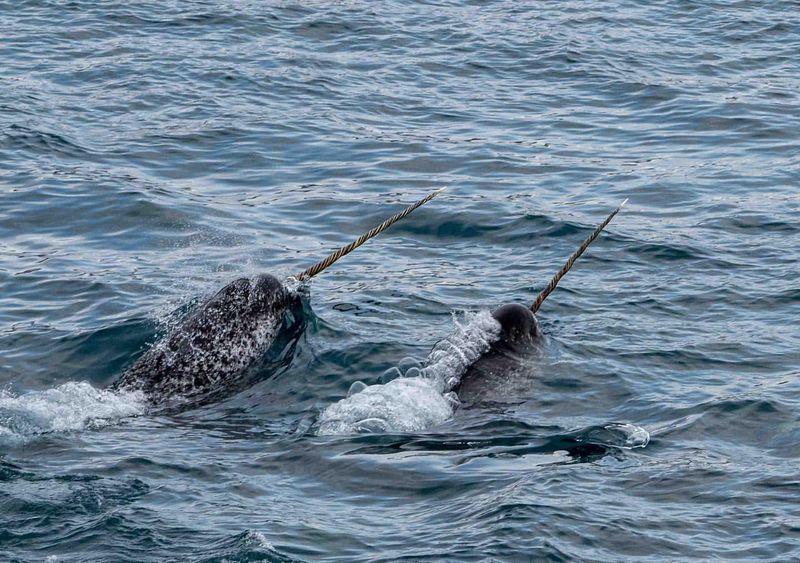 Step into the Arctic and Meet 12 Incredible Animals Built for the Cold