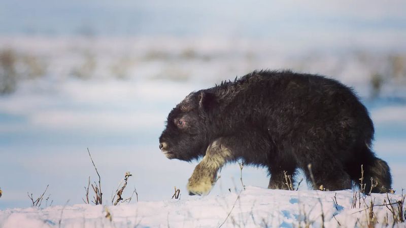 Step into the Arctic and Meet 12 Incredible Animals Built for the Cold