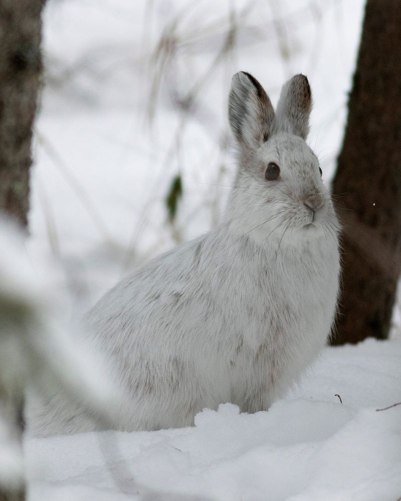 Step into the Arctic and Meet 12 Incredible Animals Built for the Cold