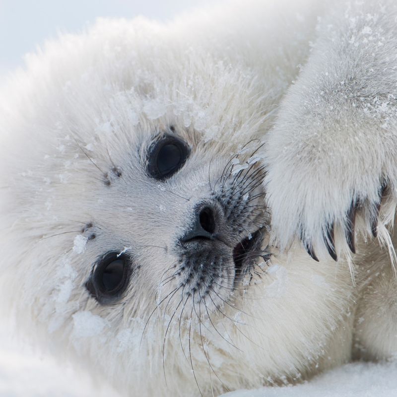 Step into the Arctic and Meet 12 Incredible Animals Built for the Cold