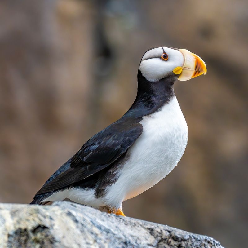 Step into the Arctic and Meet 12 Incredible Animals Built for the Cold