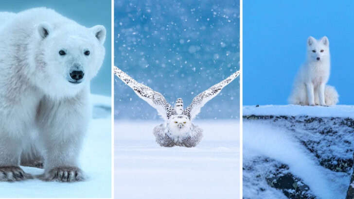 Step into the Arctic and Meet 12 Incredible Animals Built for the Cold